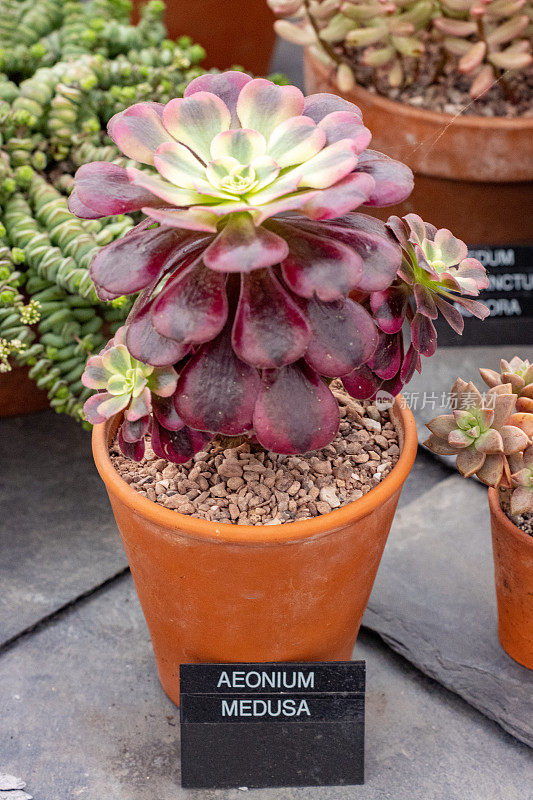 英国伦敦的Aeonium 'Medusa'